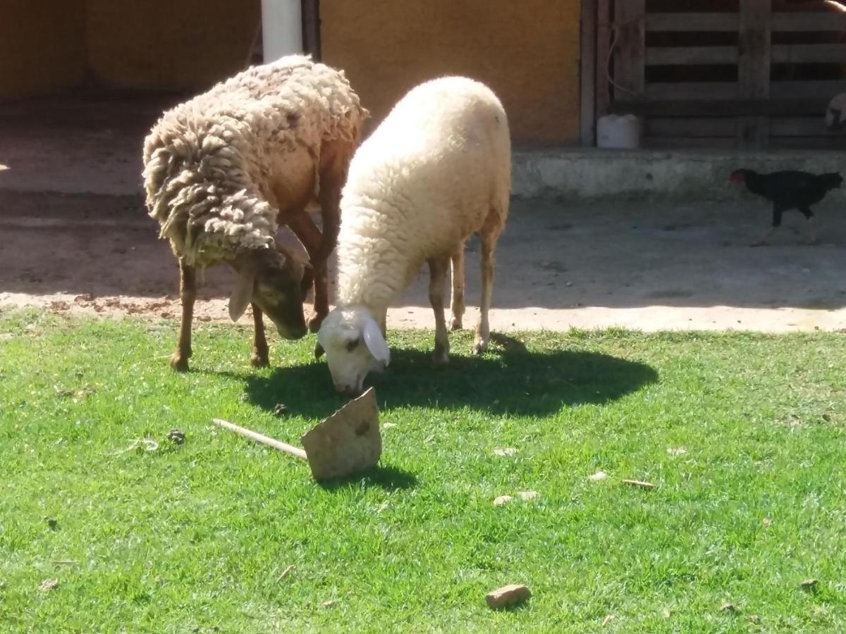 Molise Fazenda *